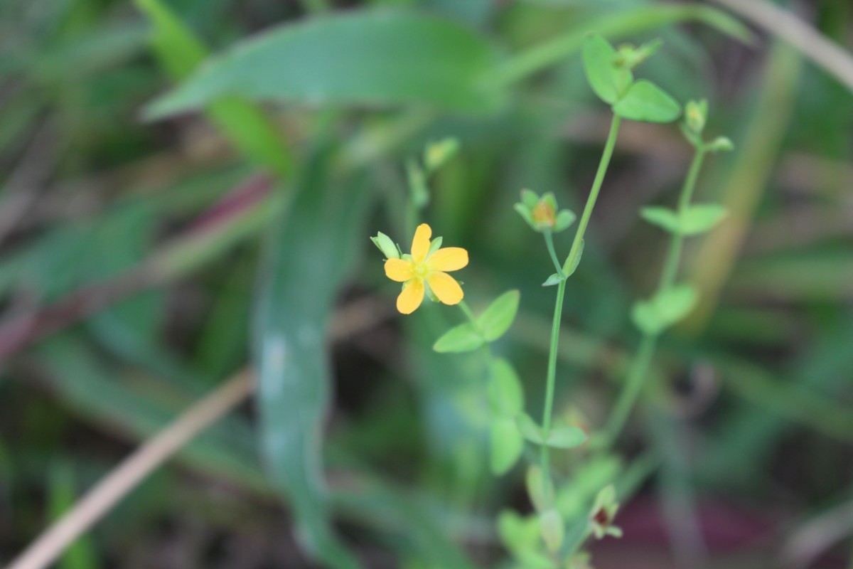 Hypericum